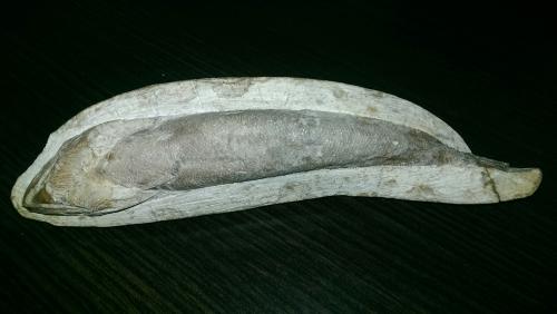 Fosil Rhacolepis Buccalis Vivió en el Cret� - Imagen 1