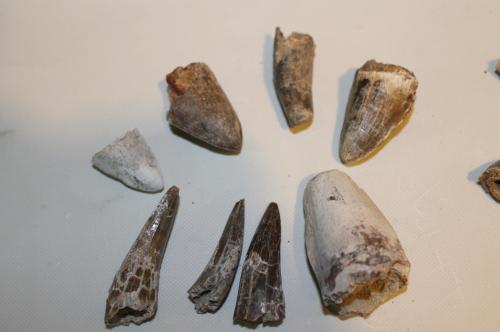 vendo fosiles pequeños estraidos en el desie - Imagen 1