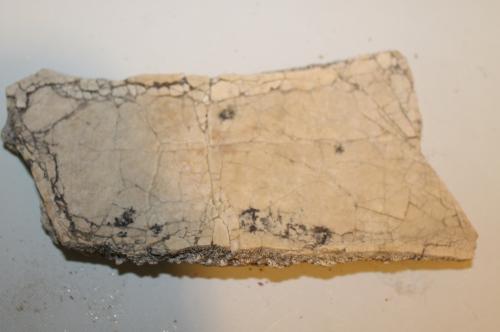 vendo fosiles pequeños estraidos en el desie - Imagen 3