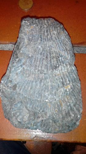 Fósil de criatura marina encontrado en la c - Imagen 1