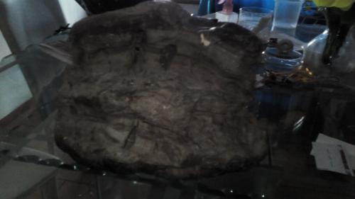 vendo fosil encontrado en el departamento del - Imagen 2