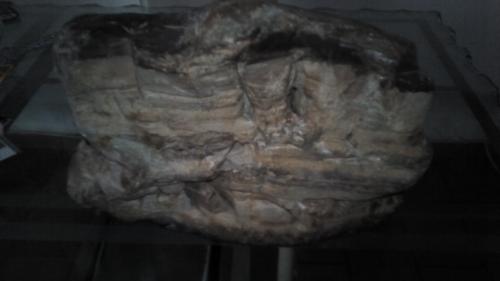 vendo fosil encontrado en el departamento del - Imagen 3