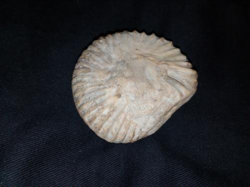 Vendo fosil encontrado en el cañon del chica - Imagen 1