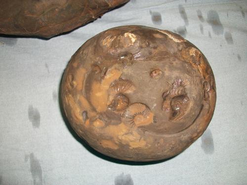 vendo fósil amonita  antiguo encontrado en  - Imagen 1