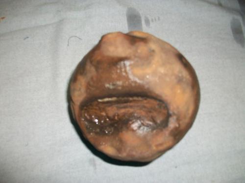 vendo fósil amonita  antiguo encontrado en  - Imagen 2