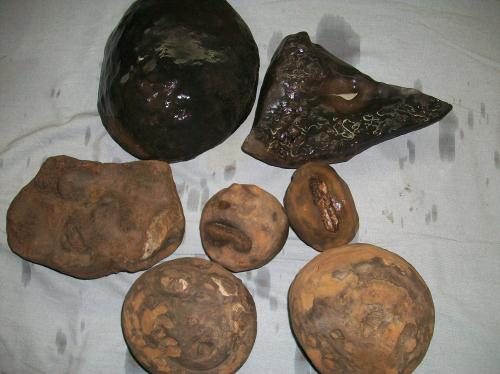 vendo fósiles encontrados en viota cundinama - Imagen 2