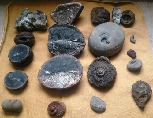 Vendo fosiles de ammonoideos y peces  entre  - Imagen 1
