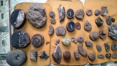 Vendo fosiles de ammonoideos y peces  entre  - Imagen 2