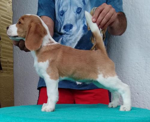 Vendo hermoso cachorro beagle dos meses se en - Imagen 1