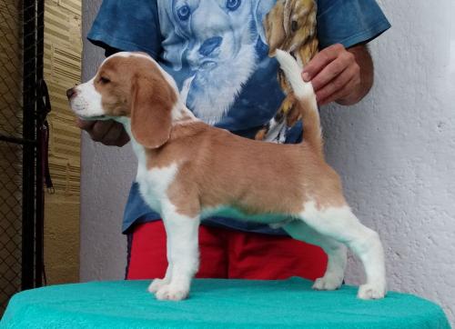 Vendo hermoso cachorro beagle dos meses se en - Imagen 2