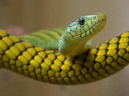 Compro cualquier clase de reptil ya sea serpi - Imagen 1
