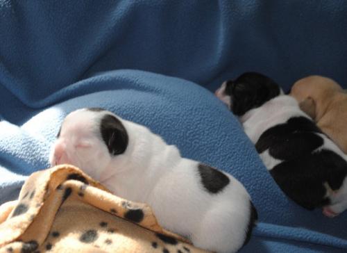 Hermosos cachorros de Bulldog Francés est - Imagen 1