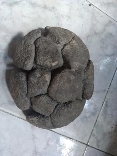 Vendo fosil de Tortuga - Imagen 2