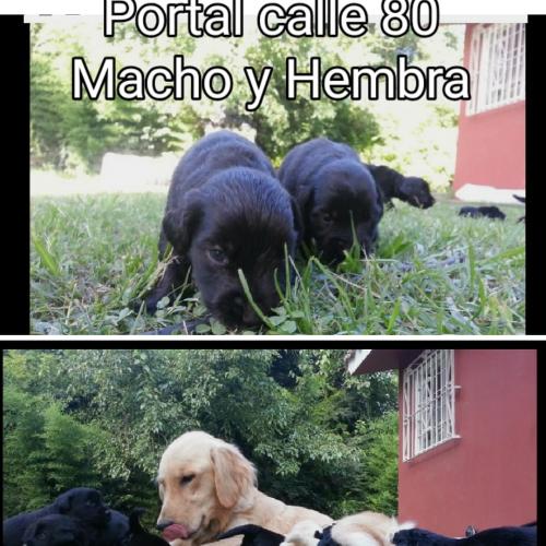 OJO Cachorritos CRIOLLOS CRUZADOS MAMA GO - Imagen 1