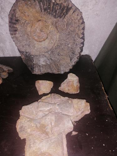 Amonites piezas nicas silo palos cuarzos  - Imagen 2