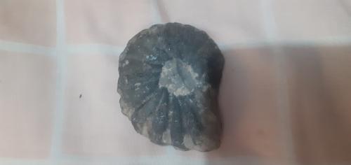 Fósil encontrado en Río ubicado en el cesar - Imagen 1
