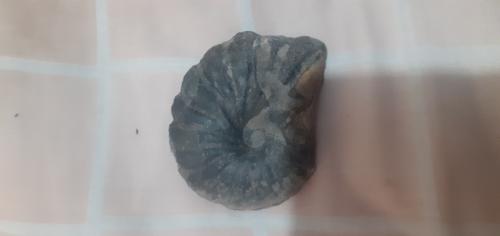 Fósil encontrado en Río ubicado en el cesar - Imagen 2