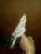 Venta-de-cacatua-ninfa-en-floridablaca(Santander)Son-aves-muy