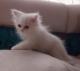 Hermoso-gato-persa-de-2-meses-y-medio