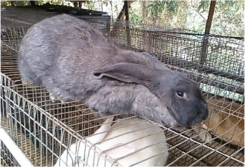 vendemos conejos de raza gigante con pesos pr - Imagen 1