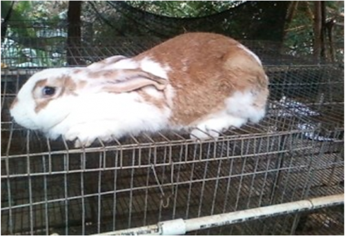 vendemos conejos de raza gigante con pesos pr - Imagen 2