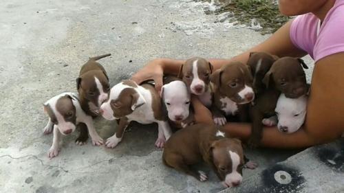 se venden hermosos cachorros de pitbull nacid - Imagen 1