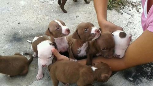 se venden hermosos cachorros de pitbull nacid - Imagen 3