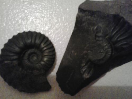 Vendo fosil en buen estado es en forma como d - Imagen 1