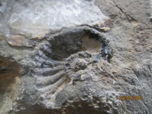 vendo fosil de 110 millones de años - Imagen 1